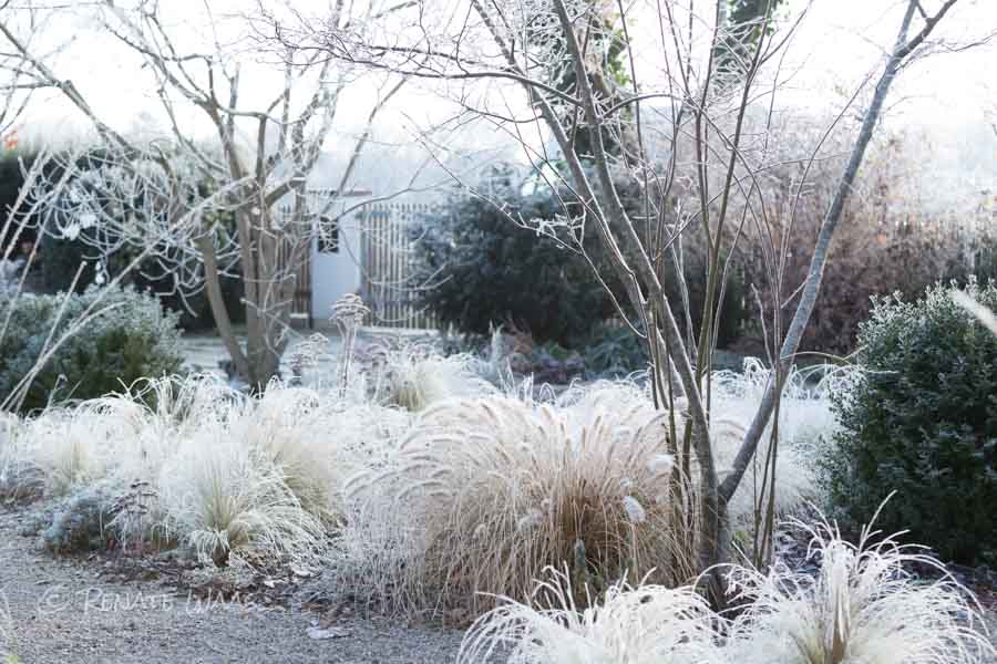 Gartenblog GeniesserGarten GeniesserGarten im Winter