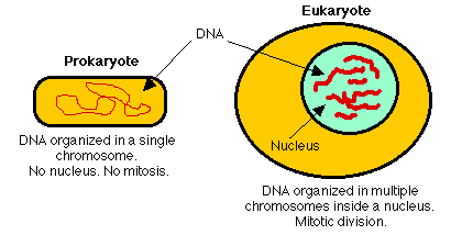About Molecular Biology : Prokaryotlar Ve Ökaryotlar