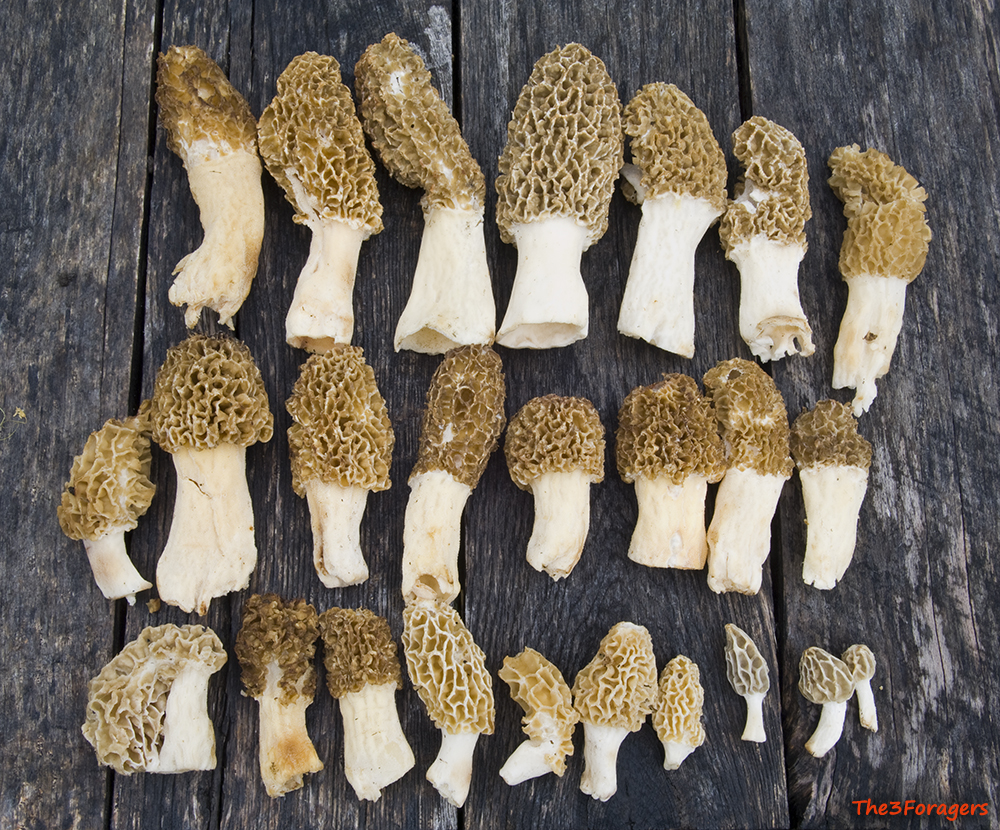 The 3 Foragers Foraging for Wild, Natural, Organic Food Connecticut