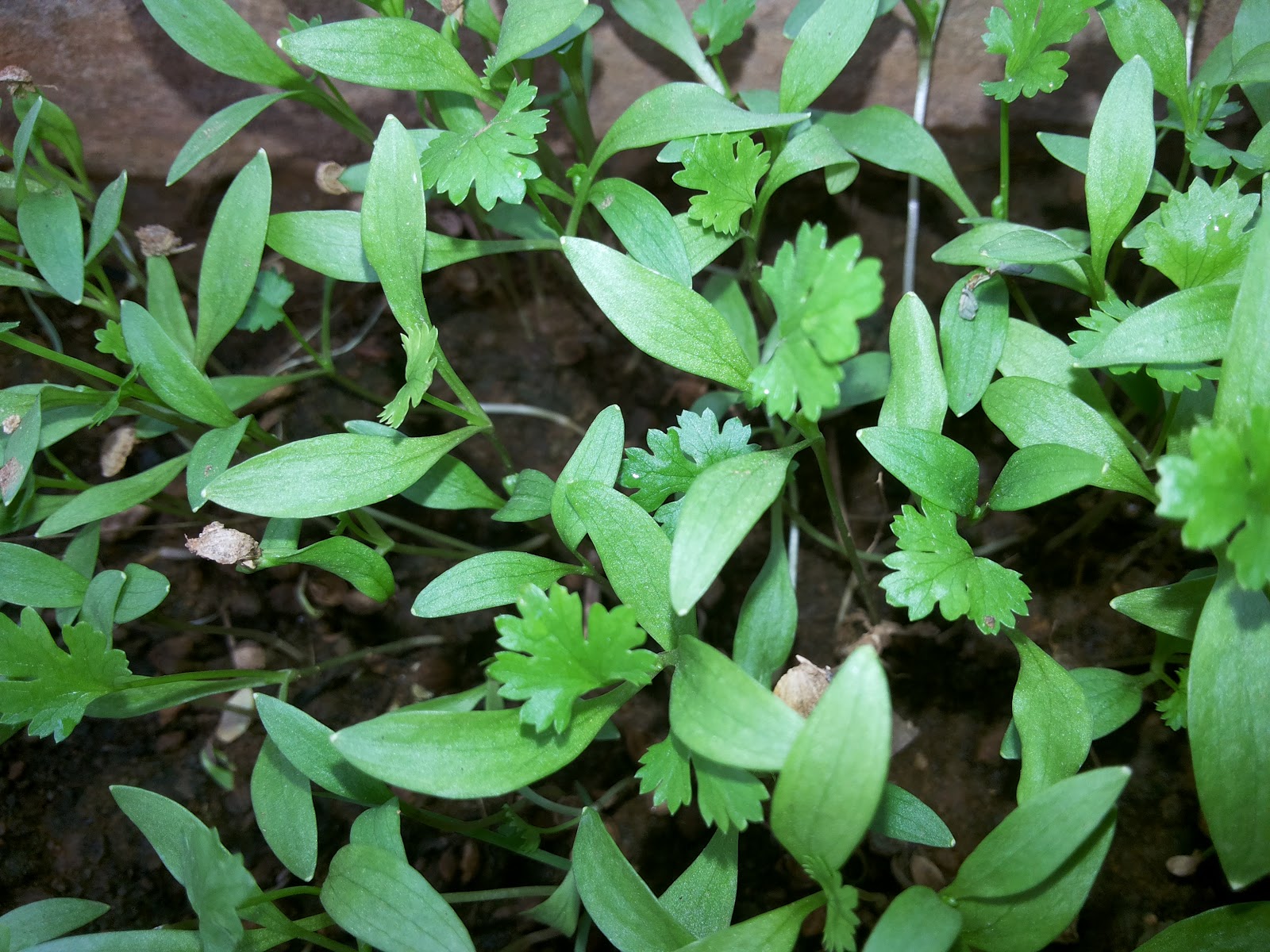 Suloshomegarden HOW TO GROW CORIANDER GREENS FROM SEEDS?