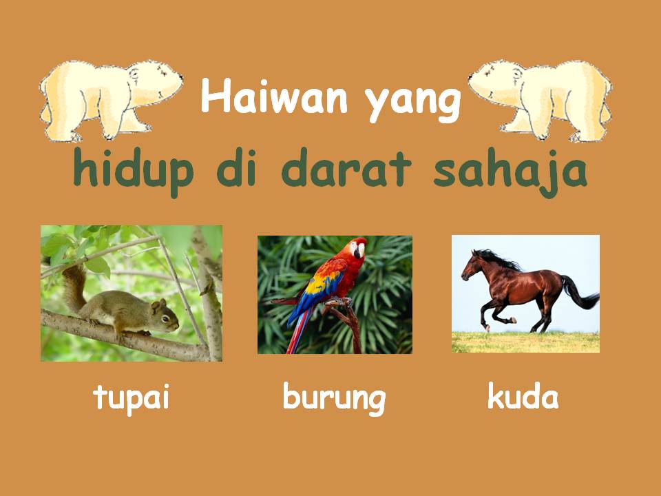 Bahasa Malaysia Tahap Satu Bahasa Malaysia Habitat Haiwan