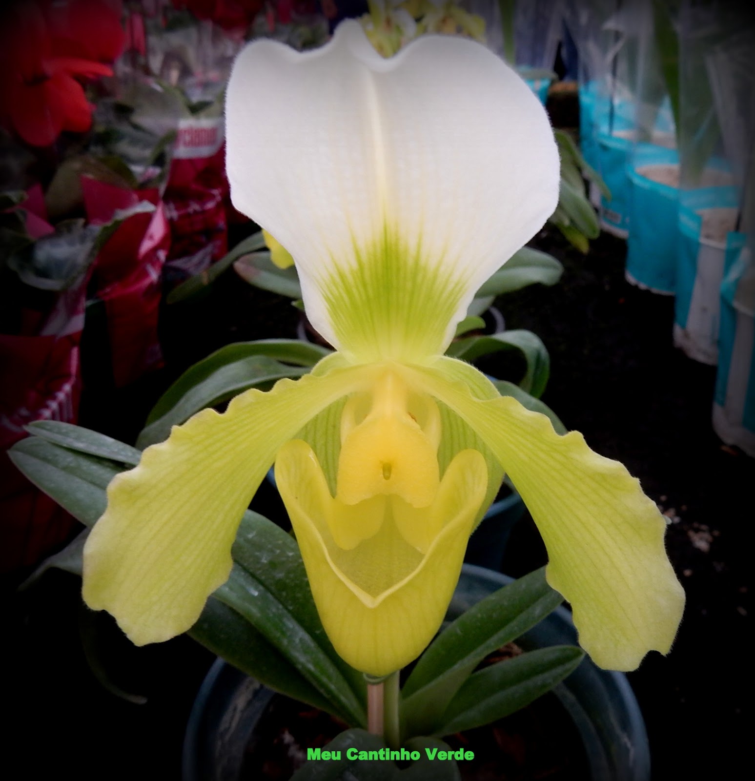 Meu Cantinho Verde: ORQUÍDEA-SAPATINHO - ( Paphiopedilum insigne )