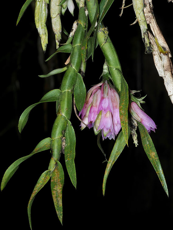 Dendrobium caliculi-mentum