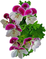 Flores pink png