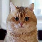 37 Pose Kucing Lucu dan Imut Di Berbagai Belaham Dunia