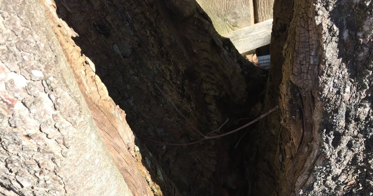 Monkey Tree Services Ltd Call 604.833.2479 24 Hours Is