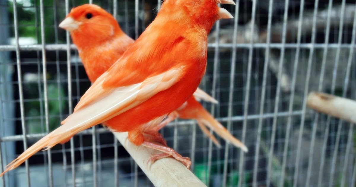 Burung Kenari Warna Kuning Kenari Kenari Burung - Macam Macam Burung
