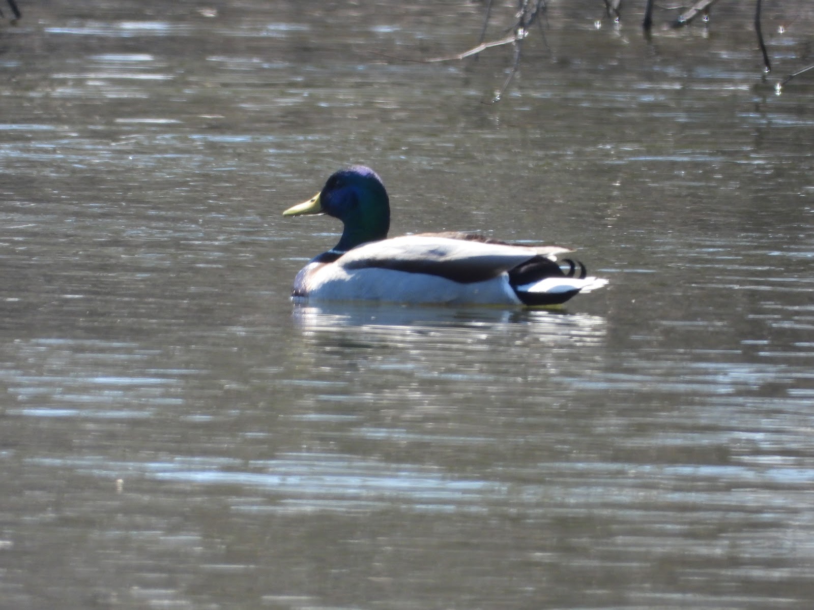 Bird & Travel Photos, Birding Sites, Bird Information: RARE BLUE/PURPLE