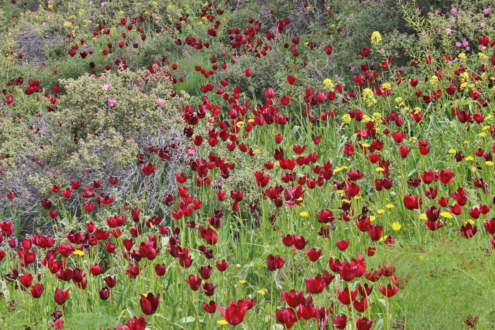 Кипр растения