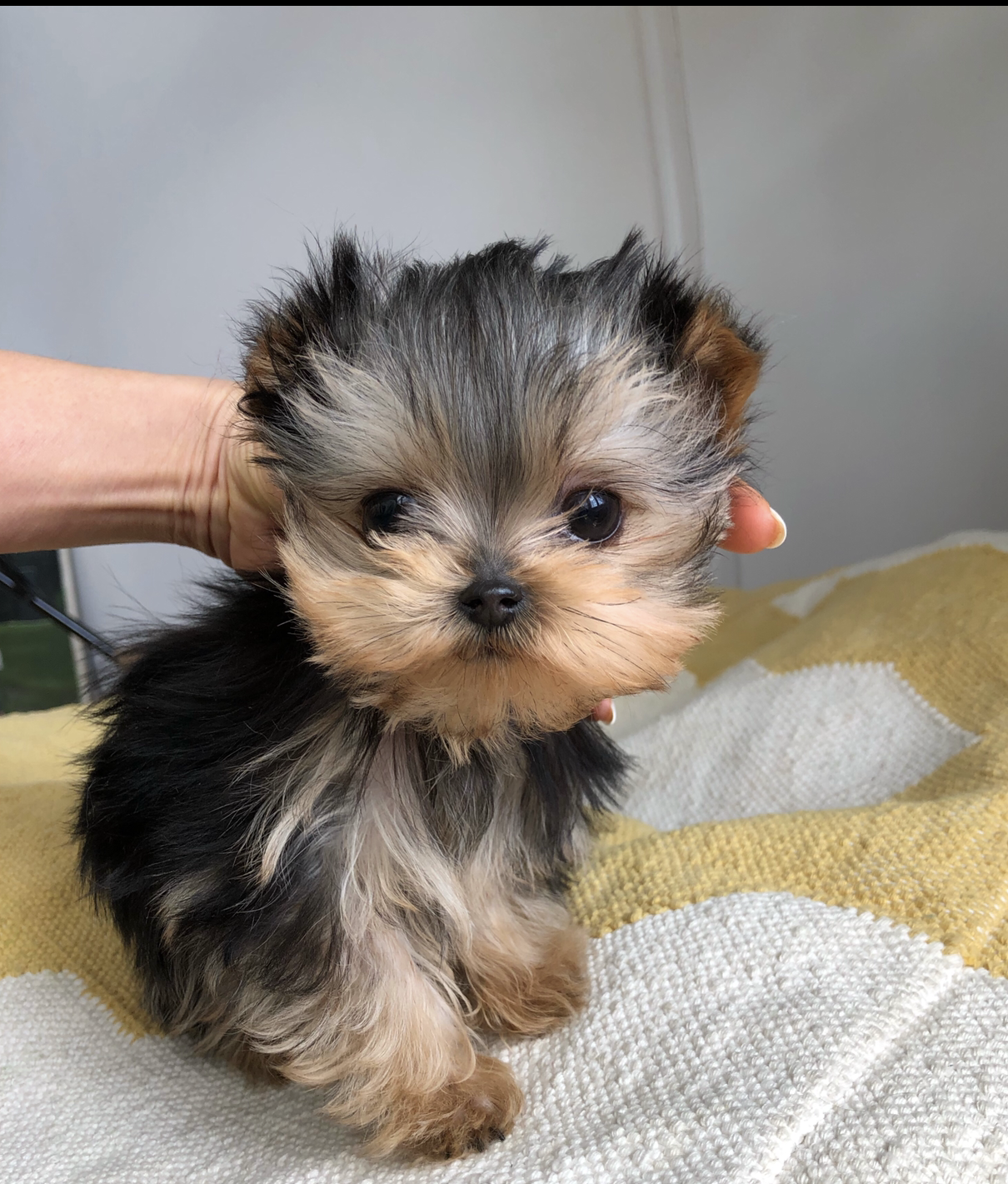 TEACUP YORKIE AND MORKIE PUPPIES FOR SALE Teacup Puppy Home Teacup