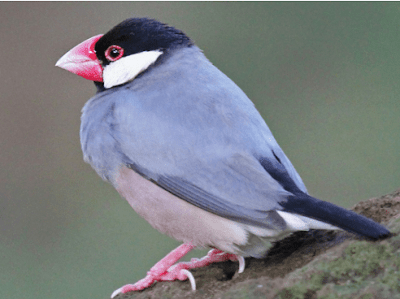 Daftar Makanan Burung Gelatik Agar Cepat Gacor Dan Sehat