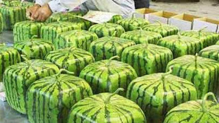 Most Expensive Fruits in the World – Health Perfecto