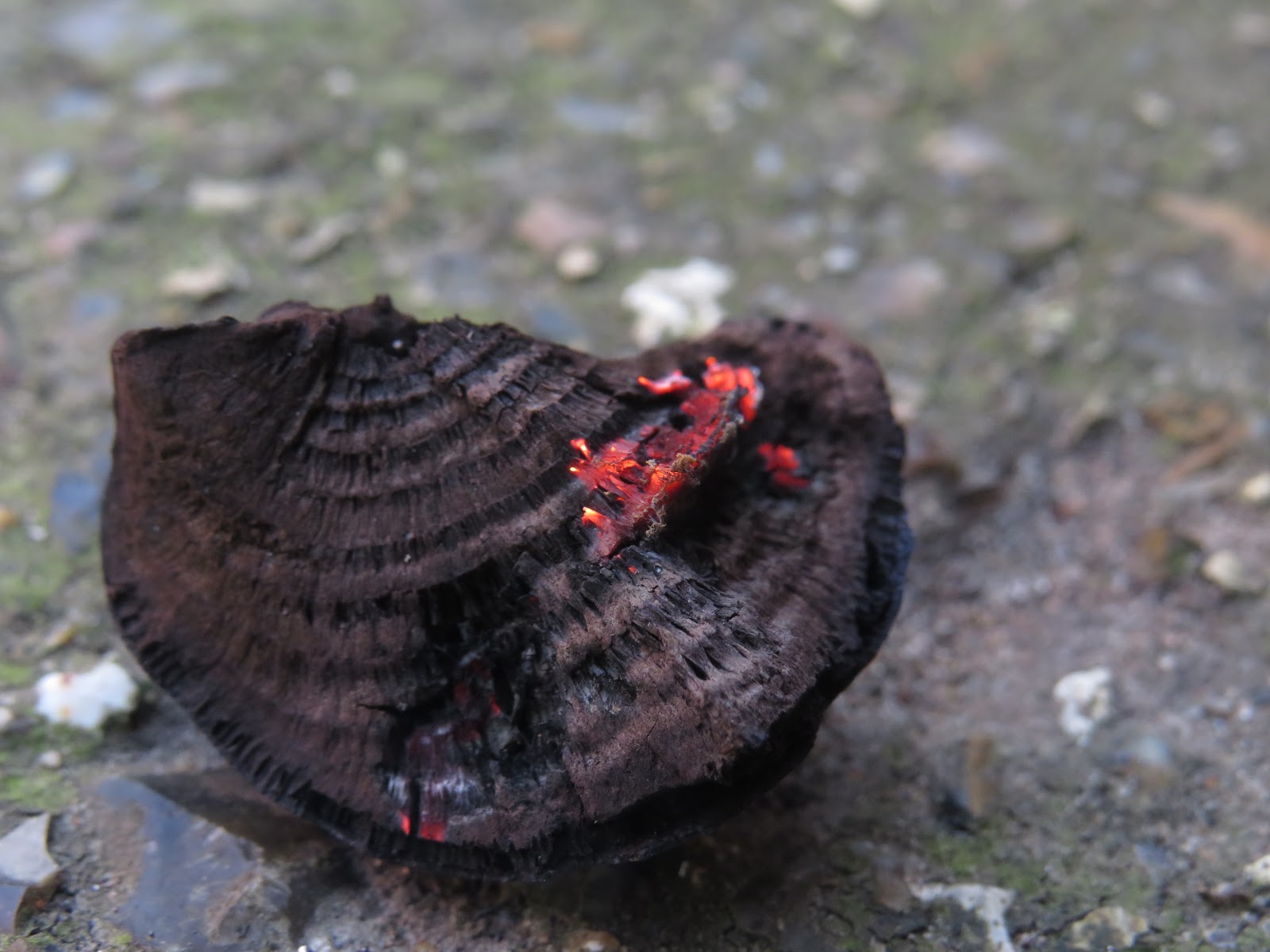 Binoculars, net and bug pots... Fungus for firestarting