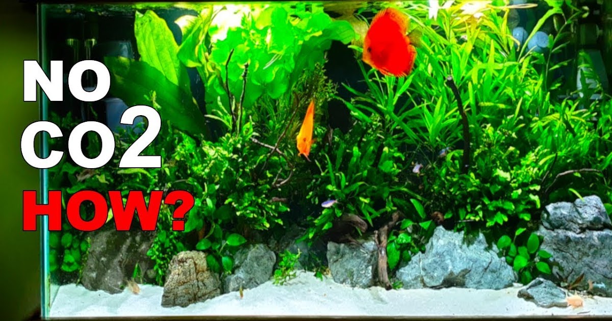 No co2 aquarium plants