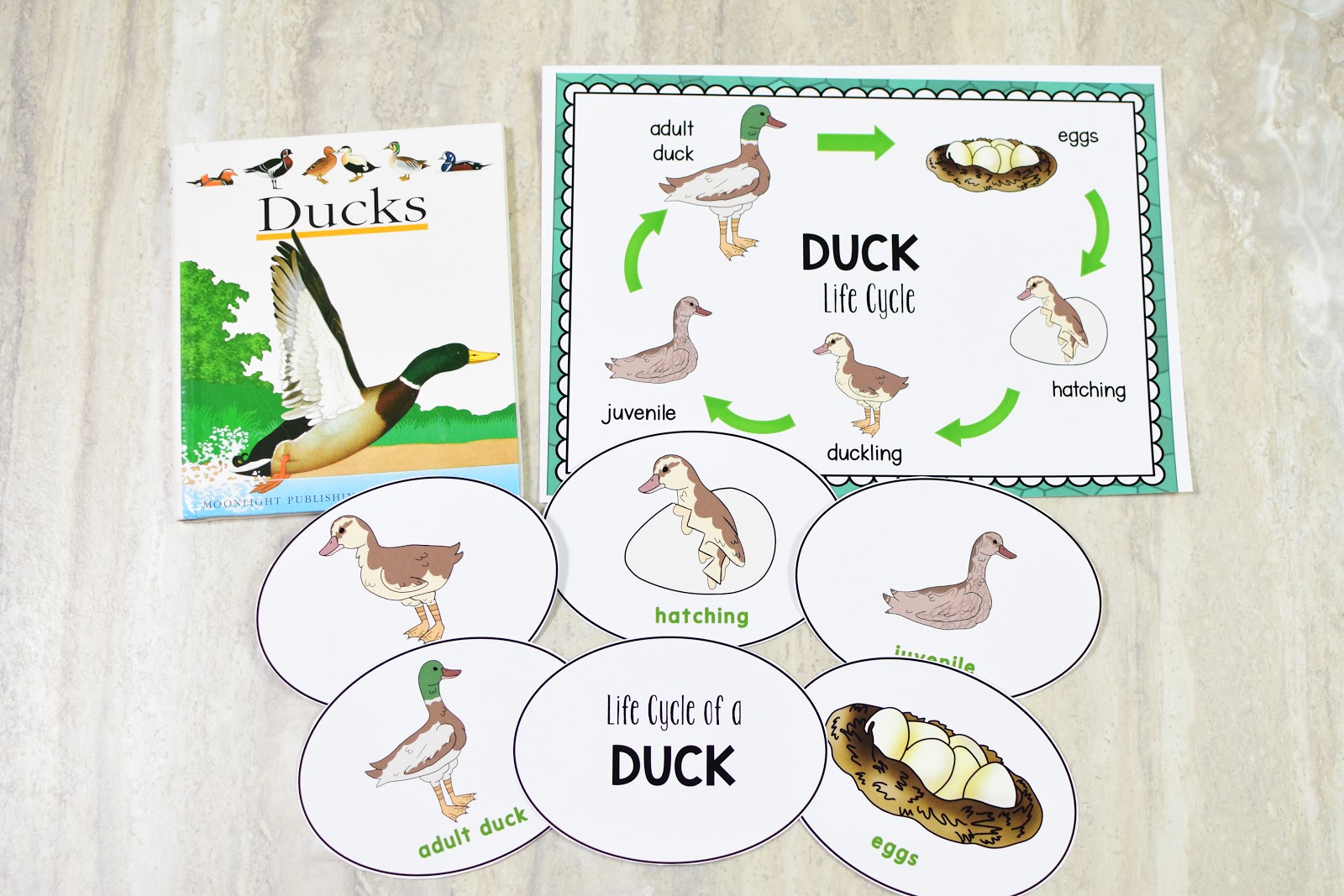 ANIMAL SCIENCE: Duck Life Cycle, Traits, Adaptations, and Animal