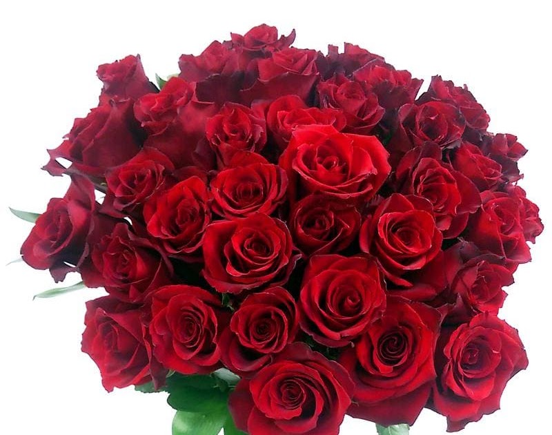 Same Day Delivery Roses for Someone You Love Information Hub