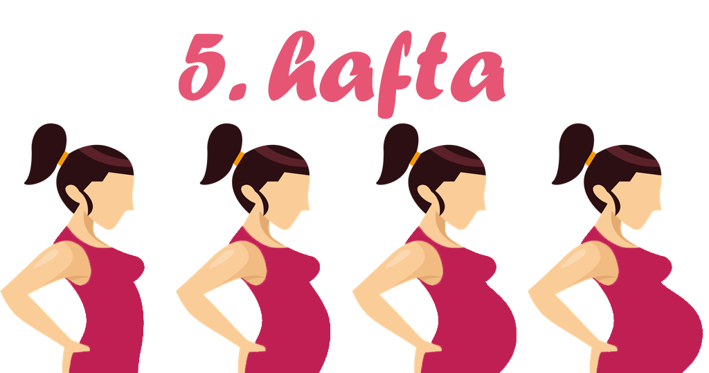 5 Haftalık Gebelik (Hamilelik) Ultrason Görüntüleri 5 Haftalık Gebelik (Hamilelik) Ultrason Görüntüleri