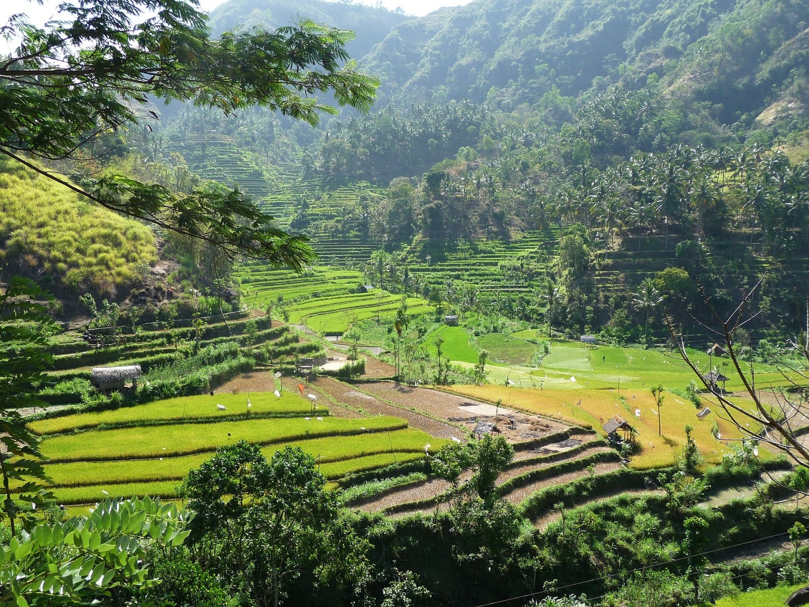 Рис холмы. Рис в Индонезии. Природа Индонезии пейзаж. Холмы Индонезии.