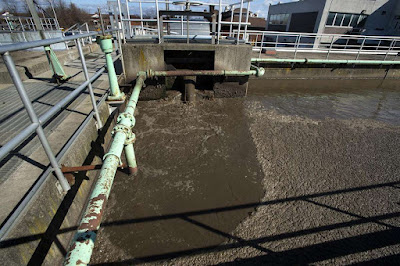 phages in sewage treatment facility