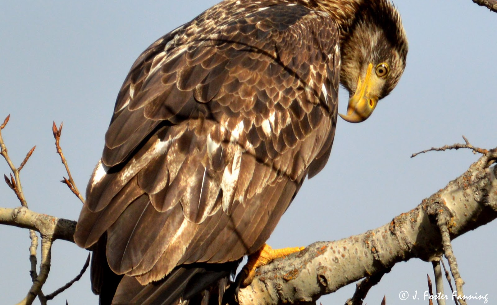 Ferry County, Washington State, U.S.A.: Bald Eagles of Ferry County