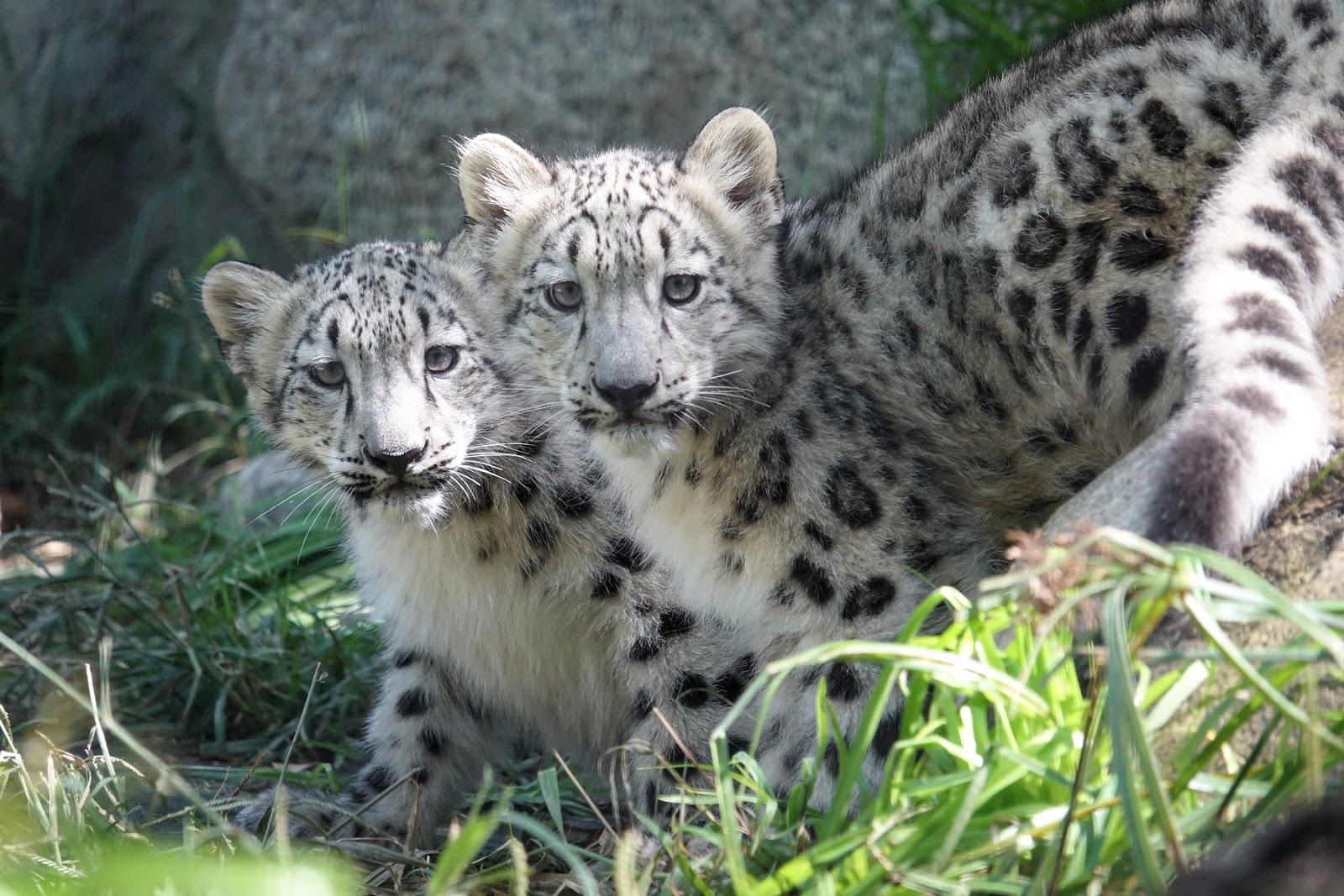Snow Leopard Woodland Park Zoo