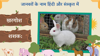 Rabbit name in sanskrit and hindi with images Rabbit name in sanskrit and hindi with images