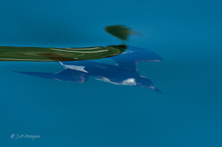 Alca común, Alca torda, Razorbill