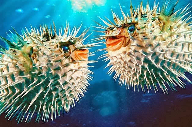 FOTO FOTO Hewan Berwujud Aneh tapi UNIK | FAKTA UNIK PLUS