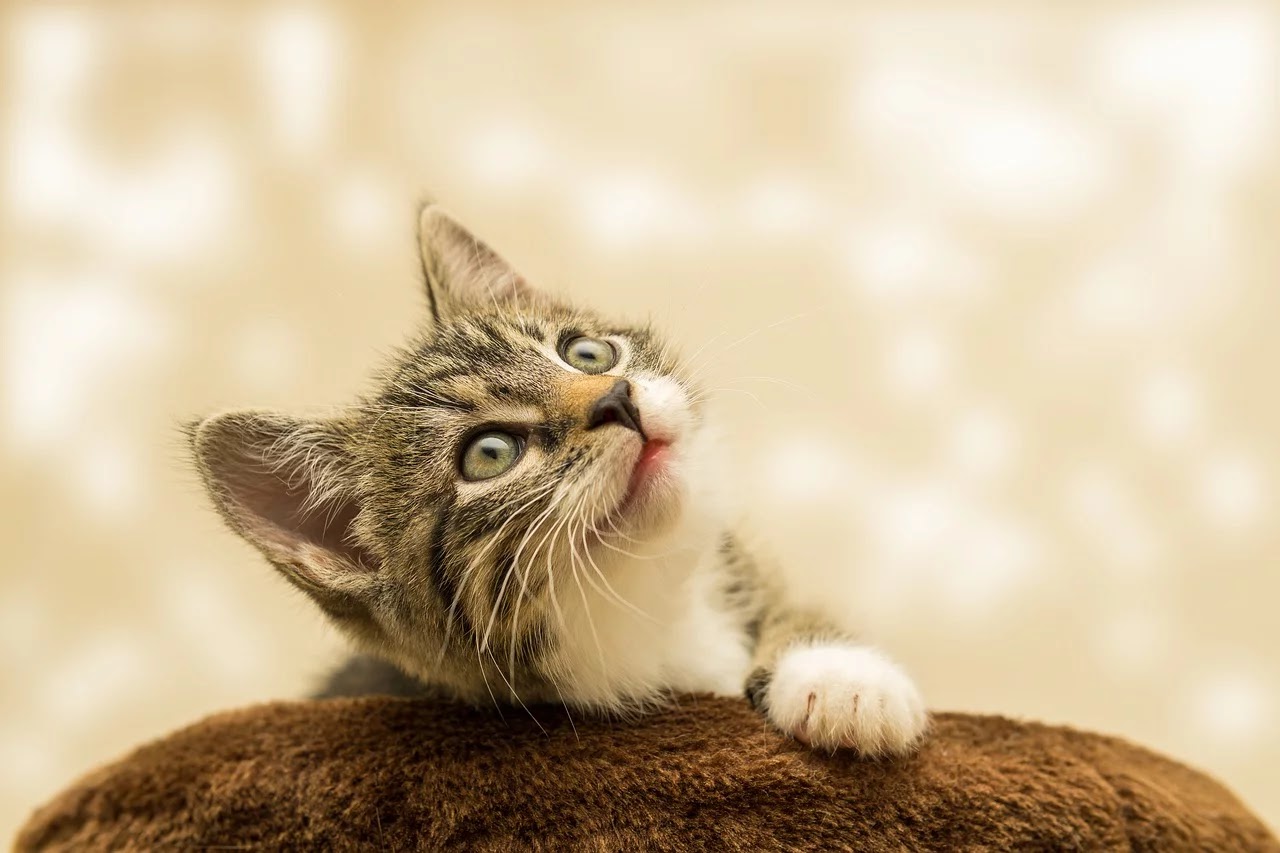 5 Pets that are easy to look after and maintain