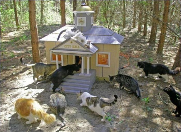 Caboodle Ranch Kota Gaul yang di Huni Khusus untuk Kucing 