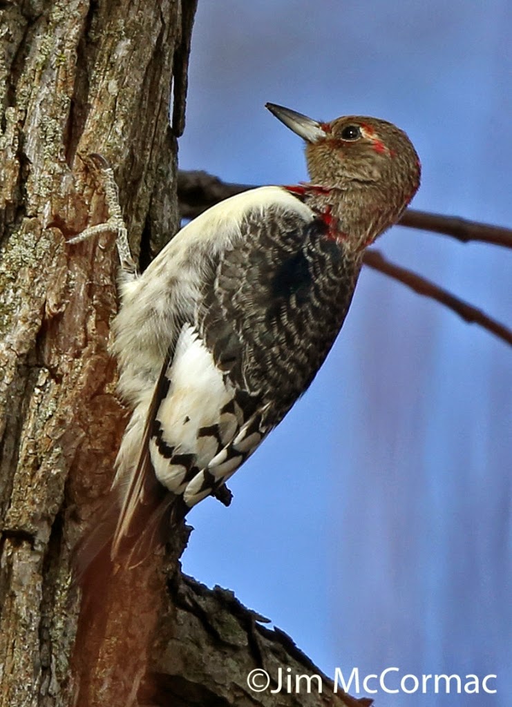 Ohio Birds and Biodiversity: Red-headed Woodpeckers plundering acorns