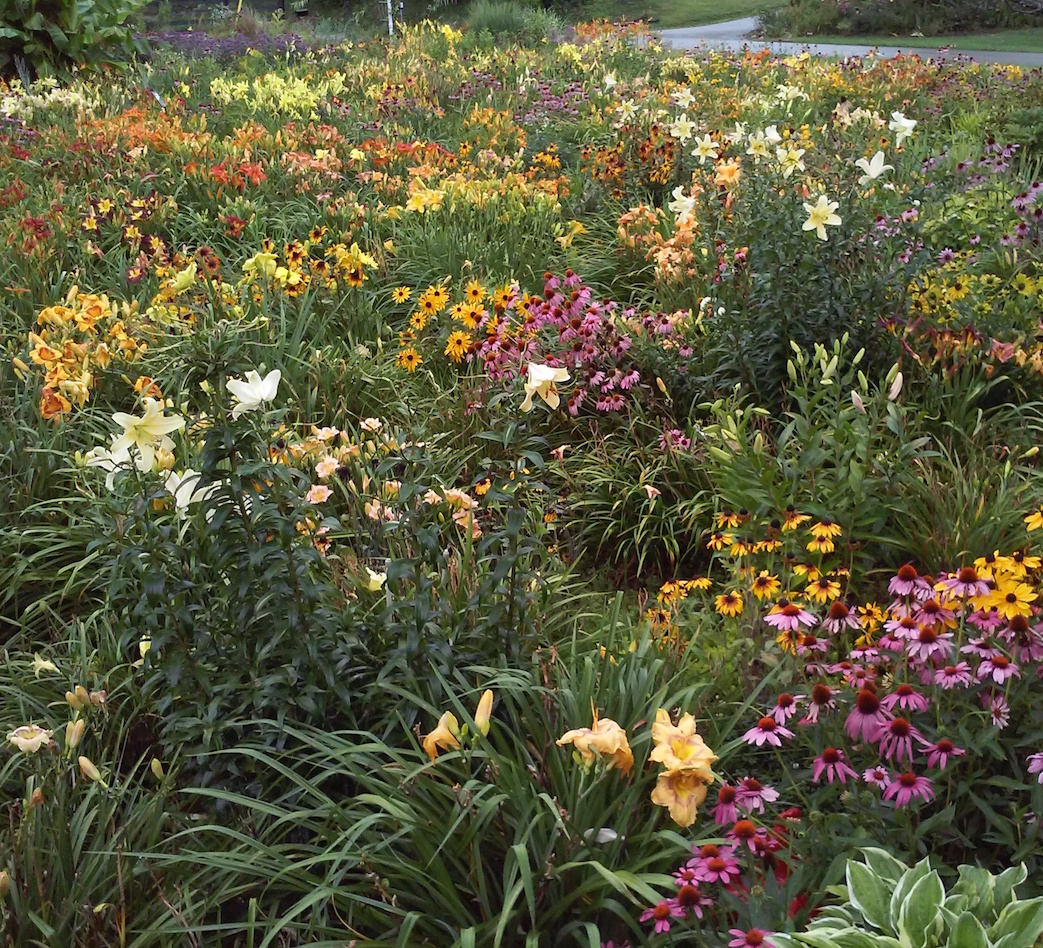 DAYLILY BREEDER BLOG Growing Daylilies Part 5 Planting and Care