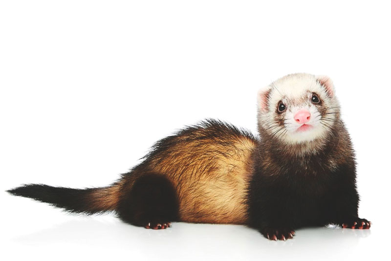 Características de Pinceles