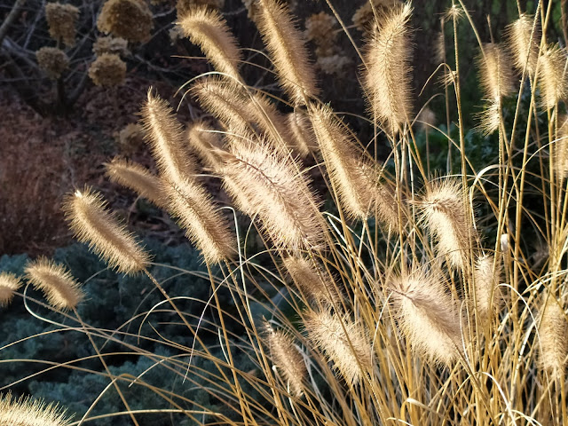 pennisetum Hamelm