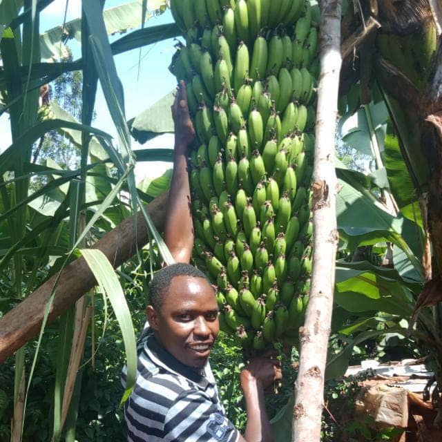 Rich Farm Kenya Profitable Agribusiness Ideas in Fruit Farming Gallery
