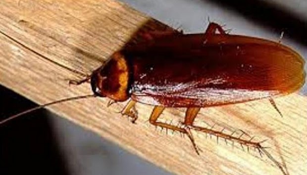 Cara Mengusir Dan Membasmi Kecoa Dirumah Cara Mengusir Dan Membasmi Kecoa Dirumah