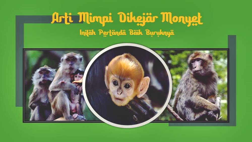 Arti mimpi dikejar monyet