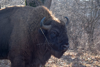 Zimbri Bucsani-Wisent/European Bison-Bison bonasus-Zimbraria Neagra Bucsani-Targoviste-Dambovita