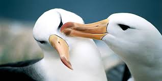 Soal 1 Materi Kingdom Animalia Biologi Sma Ma Kelas X Ipa Biologine Pak Mycunk