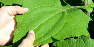 Benefits of Insulin Leaves Not Only for the Treatment of Diabetes Benefits of Insulin Leaves Not Only for the Treatment of Diabetes