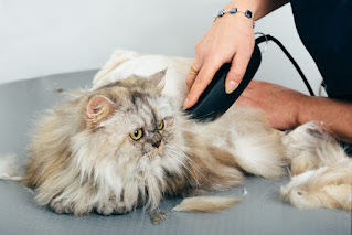 Harga Grooming Kucing Panggilan Harga Grooming Kucing Panggilan