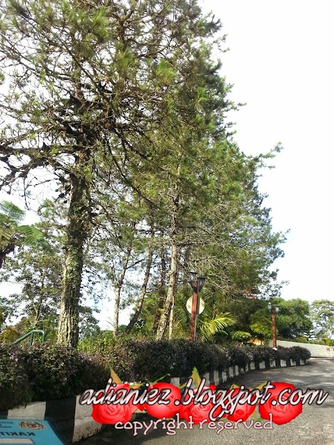 HARI TERAKHIR ~ WAJIB RONDA PASAR PAGI DI KEA FARM, CAMERON HIGHLANDS :-)