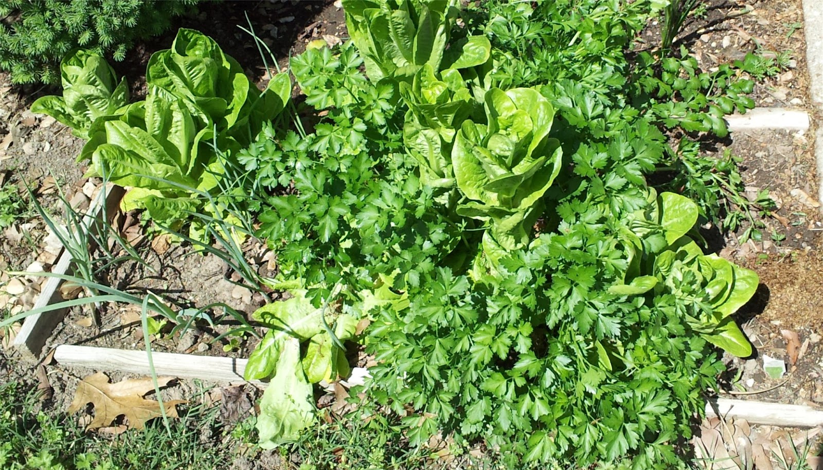 Gardening for the casual survivor! Fall planted lettuce is feeding me in the spring!