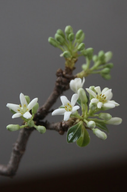 flowers, houseplants, pittosporum, Anne Butera, My Giant Strawberry