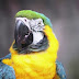 Top 10 Birds Name Images, Greetings, Pictures for Whatsapp and bestwishespics