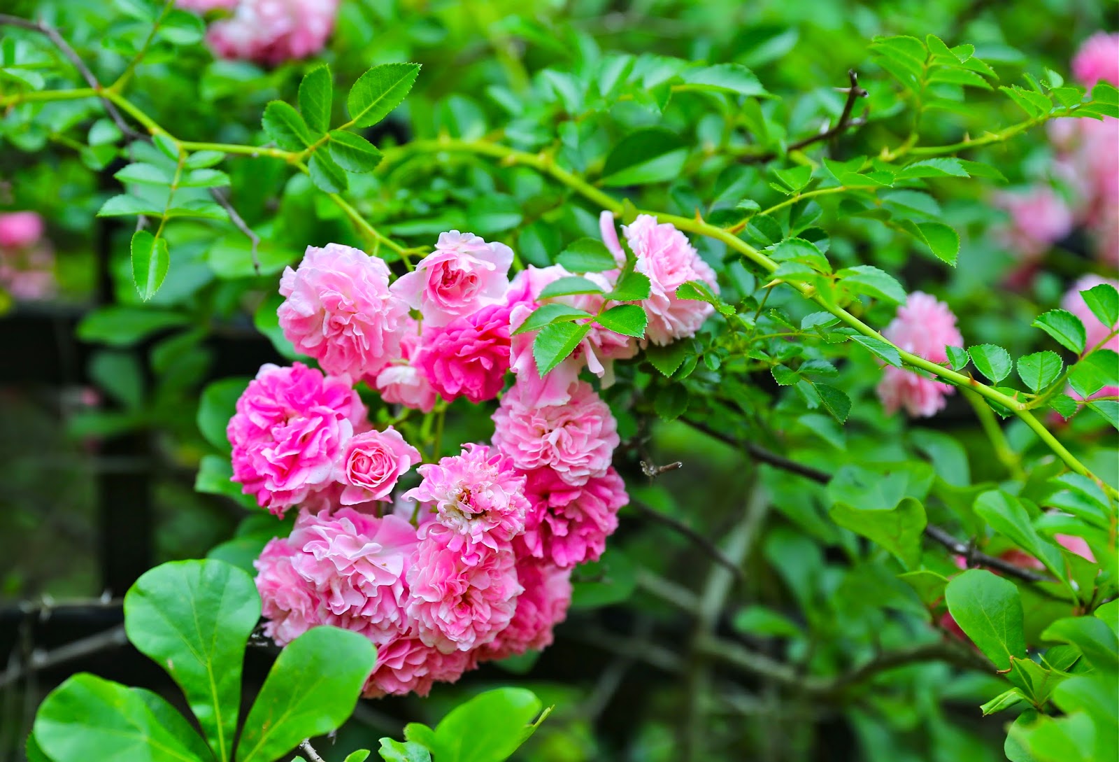 Sweet Southern Days Pretty Blossoms in May