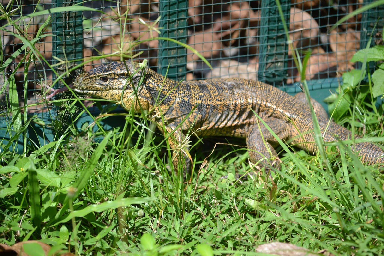 A LA DECOUVERTE DU PARADIS VERT: LE VARAN