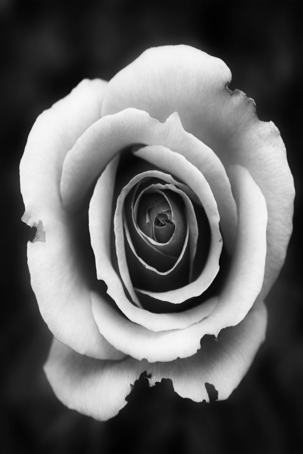 Flower Wallpaper HD for Android iPhone Wallpapers