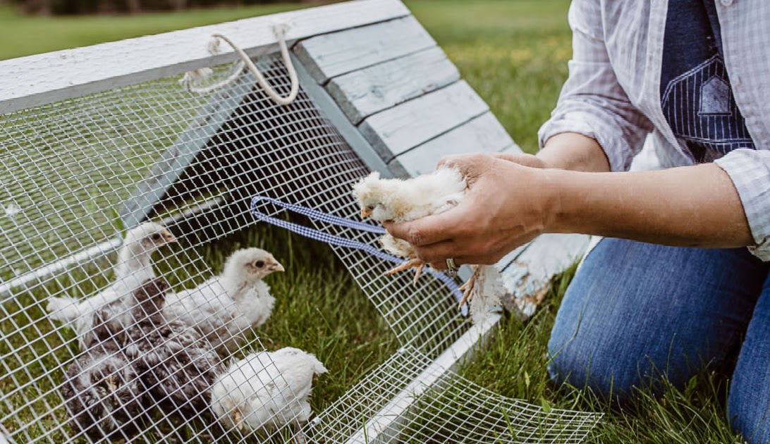 Do Chickens Like Being Hugged