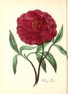  Free Botanical illustration Books